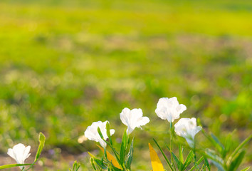 beautiful white flowers with green grass and bokeh in the morning (selective focus)