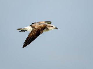Laughing Gull in Flight on Blue Sky