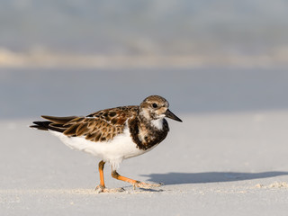Ruddy Turnstone Walking on the Beach