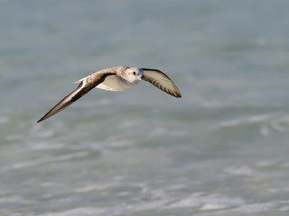 Sanderling in Flight Over Ocean
