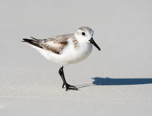 Sanderling Foraging on the Beach, Portrait