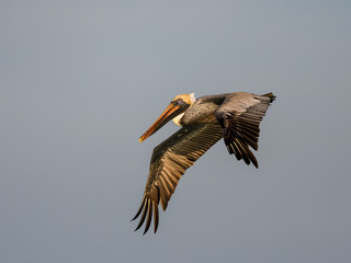 Brown Pelican in Flight on Blue Sky