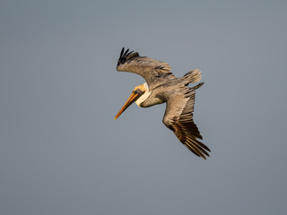 Brown Pelican in Flight on Blue Sky