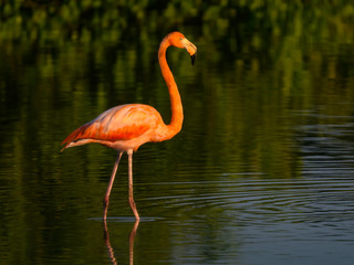 American flamingo with Reflections Foraging and Resting on the Lagoon