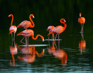 American flamingos with Reflections  Resting on the Lagoon