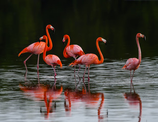 American flamingos with Reflections  Resting on the Lagoon