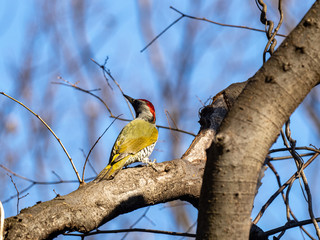 Japanese green woodpecker in a tree 1
