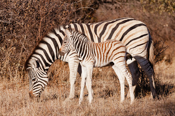 Mother & Foal