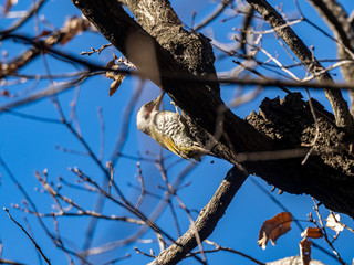 Japanese green woodpecker in a tree 10