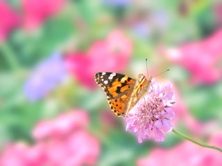 Butterfly - painted lady