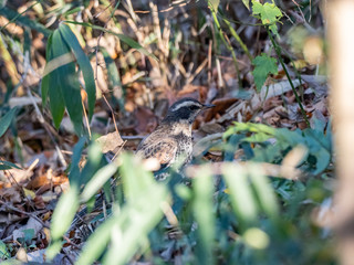 Dusky thrush near a walking path 4