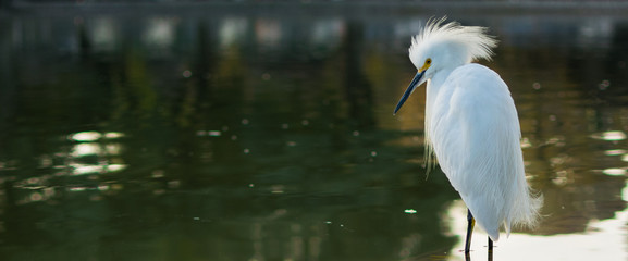 little garza standing on a lake