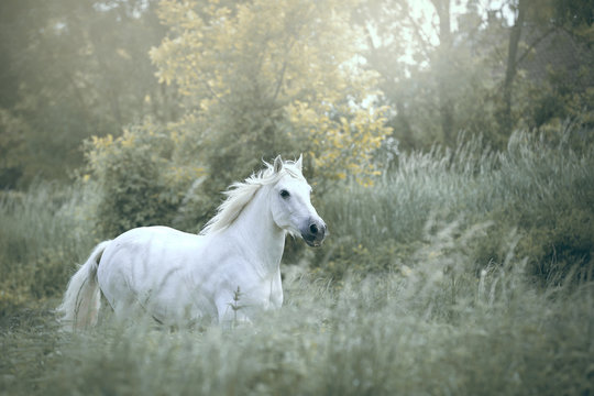 cheval espagnol