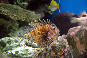 水中をゆっくり漂うハナミノカサゴ