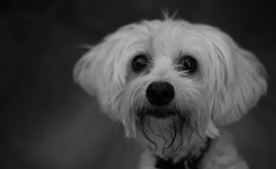portrait of a maltes with natural background