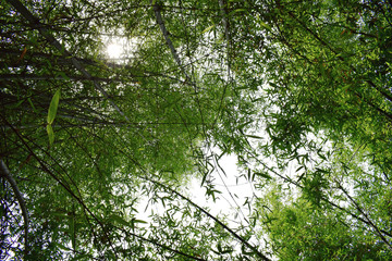 Fototapeta premium Green bamboo forest in a sunny day