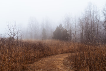 Fototapeta na wymiar Foggy Winter Morning in Virginia photograph