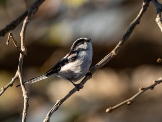 cute long-tailed bushtit in a tree 2