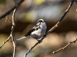 cute long-tailed bushtit in a tree 3