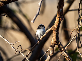cute long-tailed bushtit in a tree 10