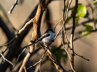 cute long-tailed bushtit in a tree 11