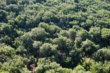Baumheidelandschaft auf Madeira