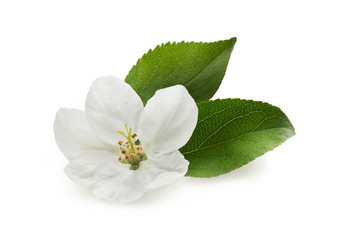 White apple flower with fresh green leaves isolated on white background