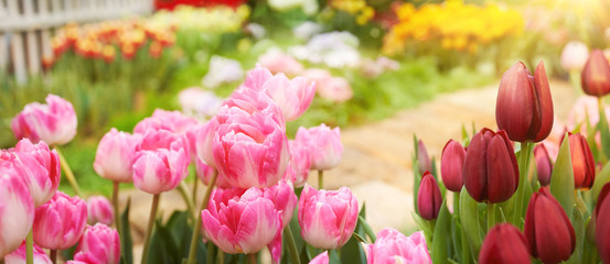 Beautiful spring garden background with red tulips and garden stone path. Pink tulip flowers on...