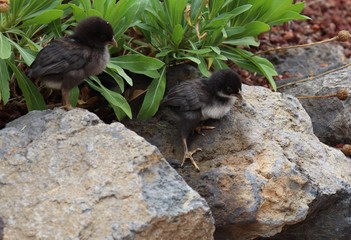 Pollito al borde del abismo.