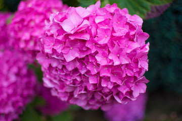 Close up of Pink flowers 