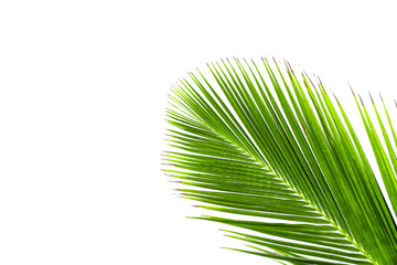 Obraz premium Coconut leaves on a white background