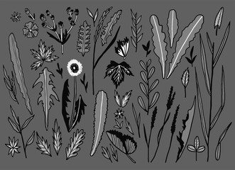 Herbs vector stock illustration set hand drawing
