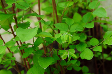 green leaves background