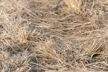 枯れ草の草むら