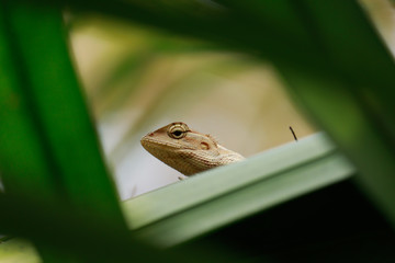 Indian chameleon sitting on tree leaves