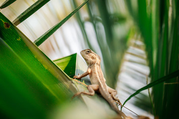Indian chameleon sitting on tree leaves