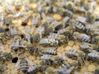 Worker bees, bee feeders, drones on sealed brood.