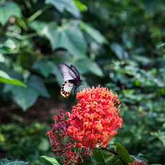 Tropical butterfly feeding on spring day against flowers.