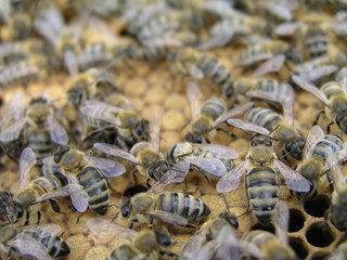 birth of bee macro. close up of bee hatching from a honeycomb,