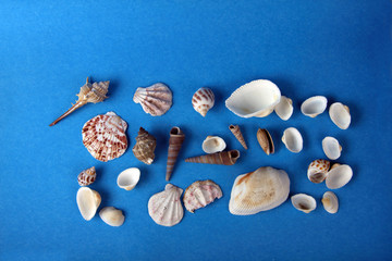 seashells on blue background flat lay. Sea concept