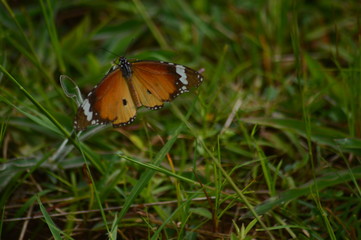 butterfly on flower