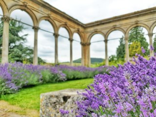 Fototapeta na wymiar garden with lavender