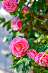 春の帰省、サザンカが鮮やかに