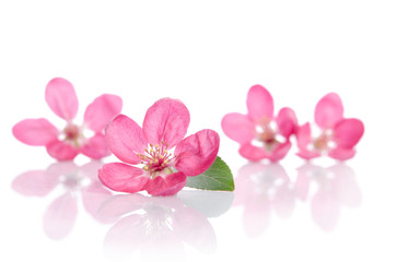 four beautiful pink flowers isolated on white background