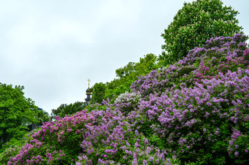 Obraz premium Blossom of lilac flowers in Kyiv, Ukraine on May, rainy weather