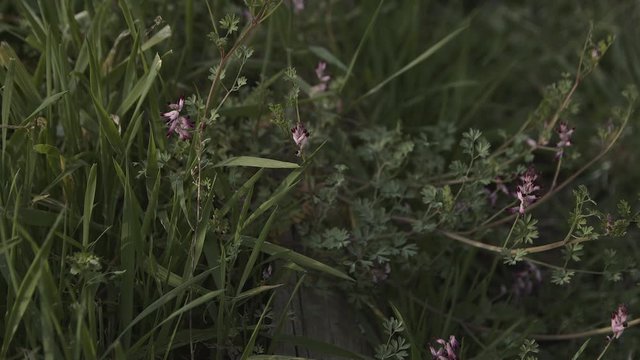 Fumaria densiflora flower on the grass