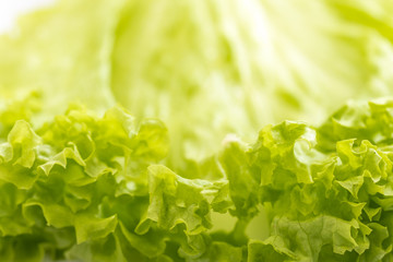 Beautiful Homegrown green lettuce leaf closeup detail view