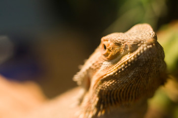 Pogona barbata vitticeps, lizard, macro, eye, skin 