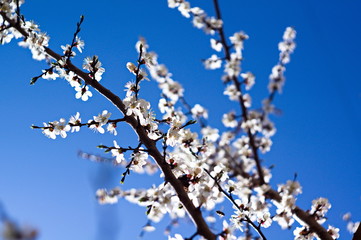 Beautiful image of a blossoming tree for postcards, posters, wallpapers.