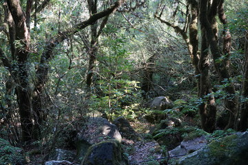 Lorbeerwald mit Felsbrocken (Madeira)